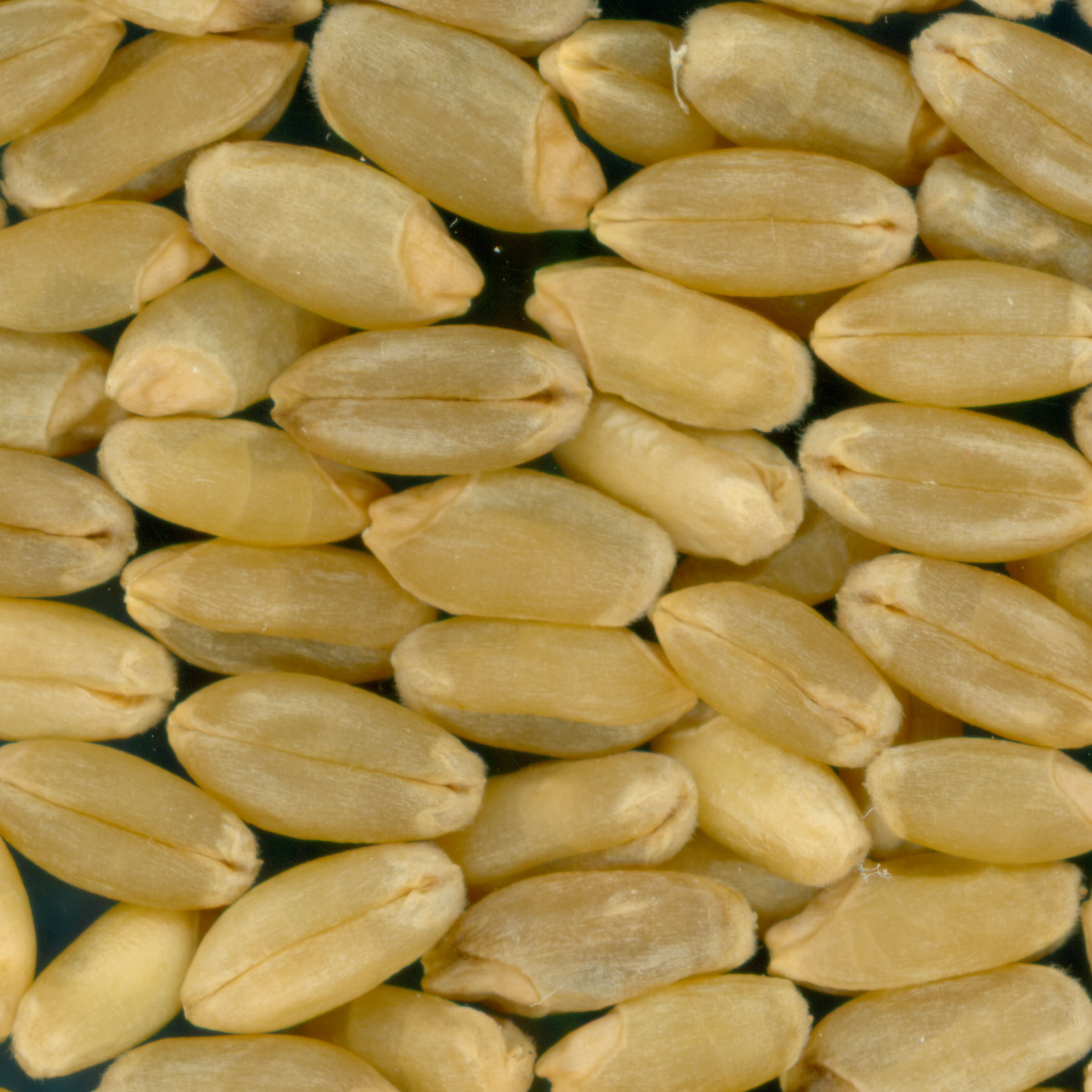 KERNELS
